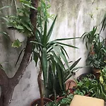Bed & Breakfast Vila 11